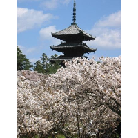 塔と御室桜