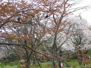 桜と鳩